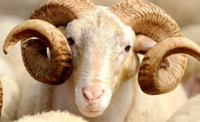 Kurbanlık fiyatları ne kadar? 2020 kurbanlık fiyatları