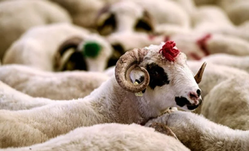 Kurbanlık hayvanlar için yaş sınırı nedir?