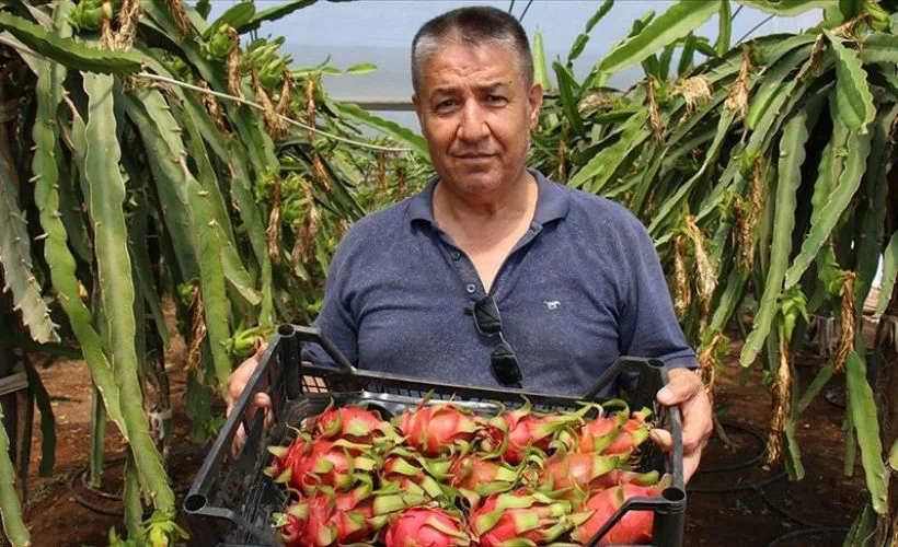Mersinde emekli öğretmenin ejder meyvesi merakı kazanç sağladı