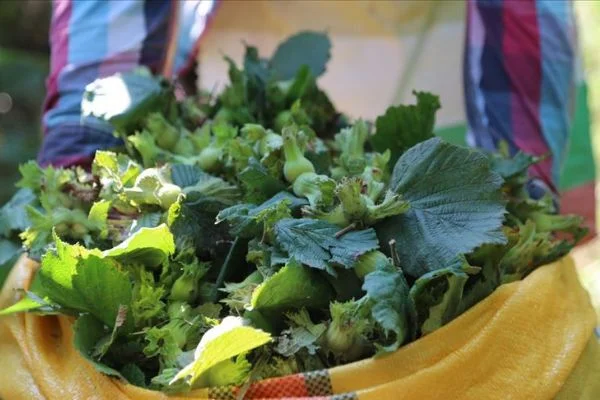 Ordu'da fındık hasadı erken başladı