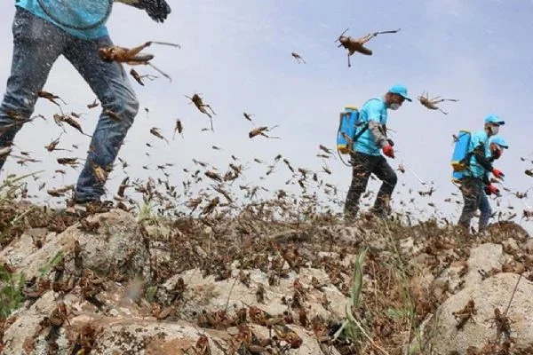 Pakistan çekirgeyle mücadeleyi İHA'larla yapacak