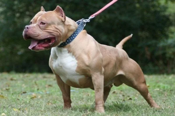 Pitbull çocuğa dehşeti yaşattı: Beni orada bıraksalar yiyecekti