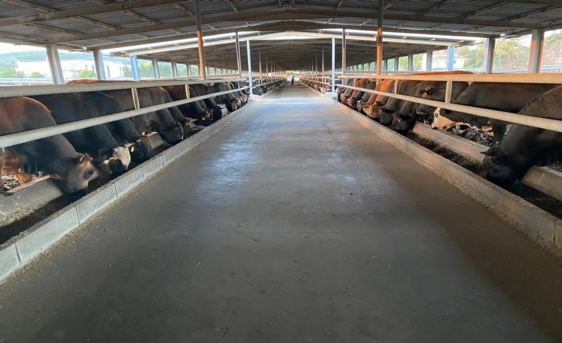 Tayyib Besi Çiftliği'nden "Kurban kesim ve seçim" önerileri