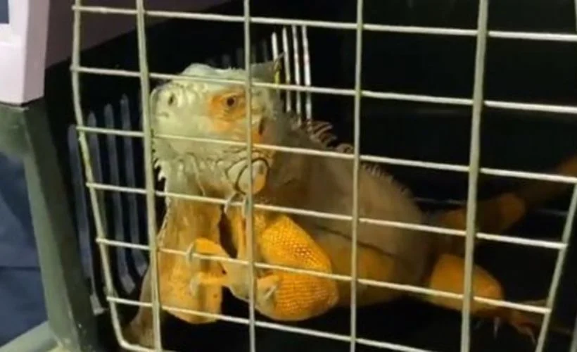 Üsküdar'da 125 santimlik dev bir iguana bulundu