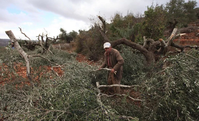 Yahudi yerleşimcilerden, 'zeytin ağacı' katliamı