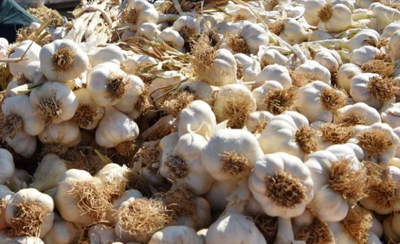Yeni mahsul Taşköprü sarımsağı tezgahlarda