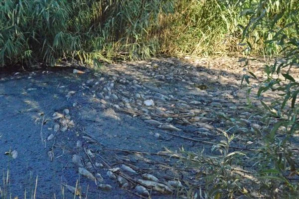 Adıyaman'da toplu balık ölümlerine inceleme başlatıldı