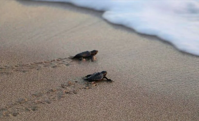 Patara'da caretta caretta yavruları denizle buluştu