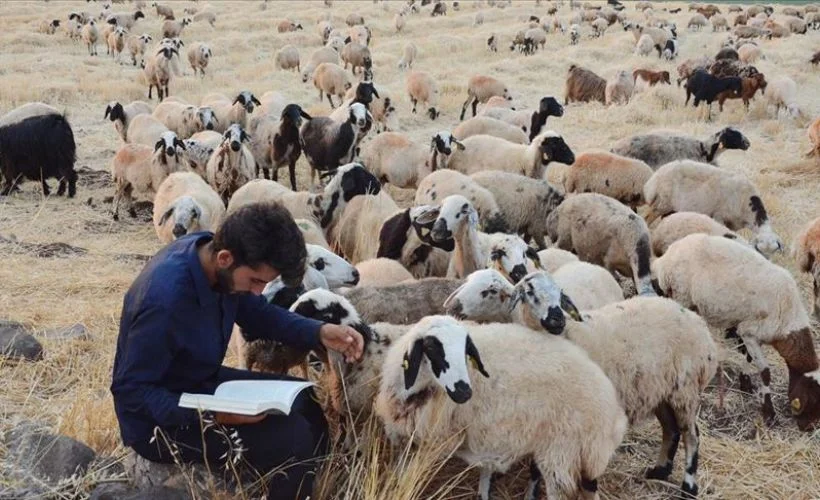 Şanlıurfa'da çoban, Kocaeli'de hekim adayı