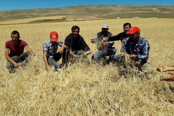 Sivas'ta etkili olan dolu 10 bin dekar tarım arazisine zarar verdi