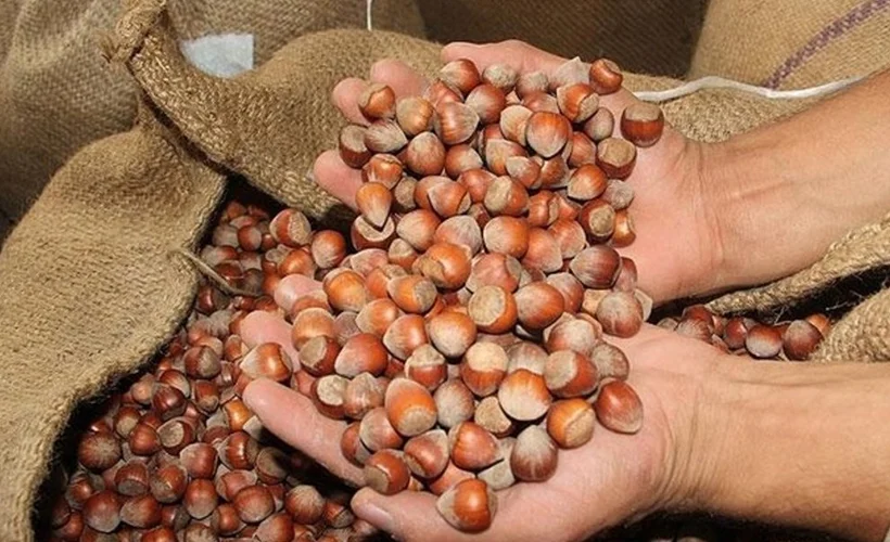 Fındık alım bedellerinin parası, üreticilerin hesaplarına yatırıldı
