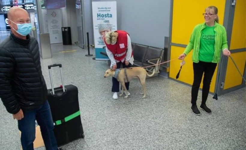 Helsinki Havalimanı'nda koronavirüsü tespit eden köpekler göreve başladı