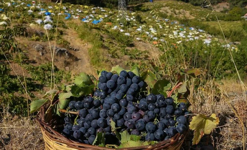İzmir'in tescilli üzümüne 'renkli' koruma