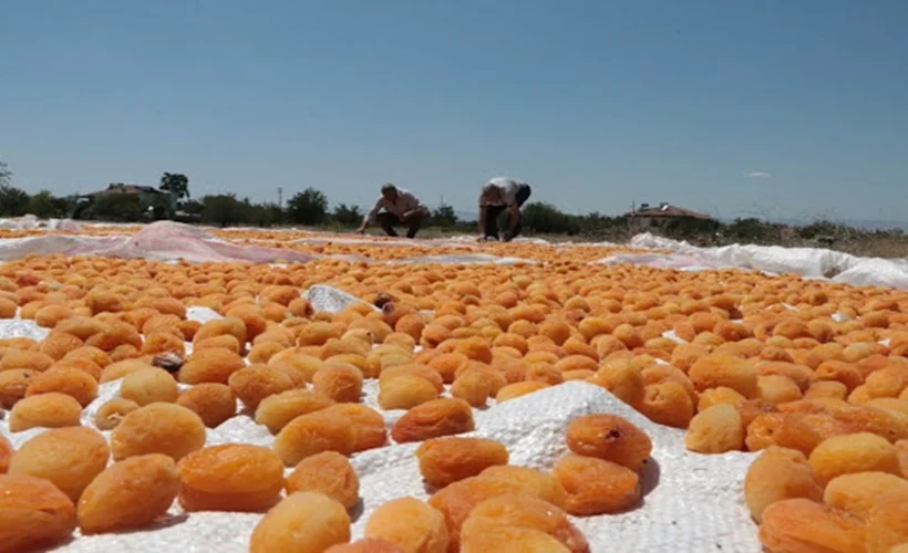 Kuru üzüm ve kuru kayısı ihracat yelpazesini genişletti