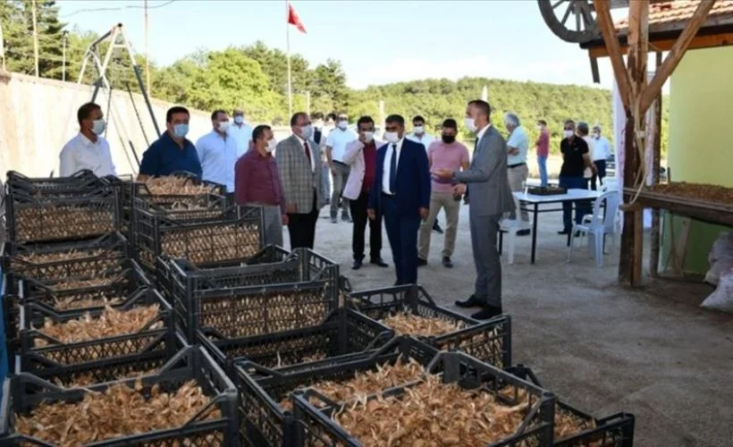 'Mucize bitki' safranda ekim zamanı başladı