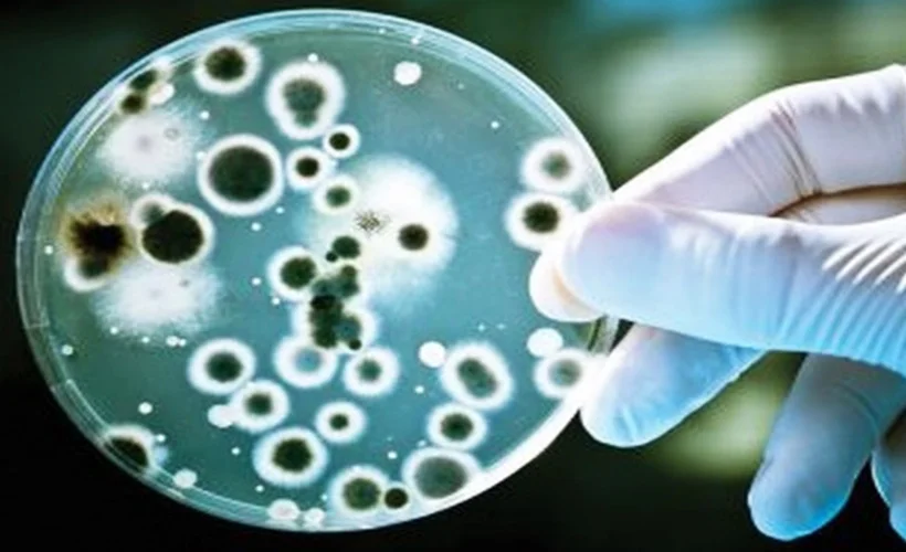 Rusya: Devrim niteliğinde bir antibiyotik keşfi yaptık