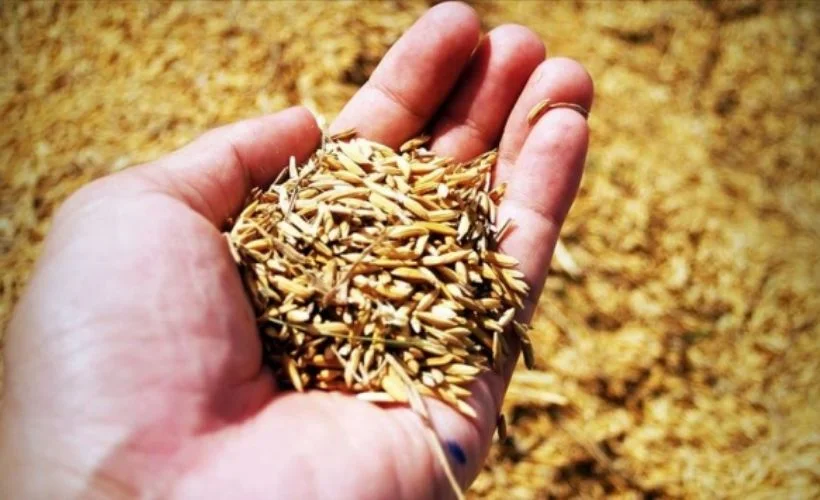 Sertifikalı tohum üretimi 2002'den bu yana 8 kat artarak 1 milyon 143 bin tona ulaştı