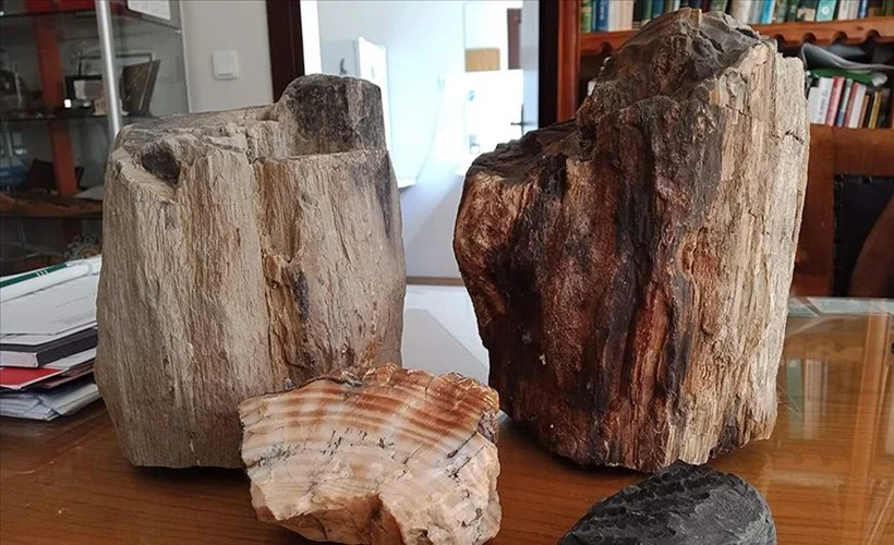Tarihe 'kök salan' fosil ağaçlar