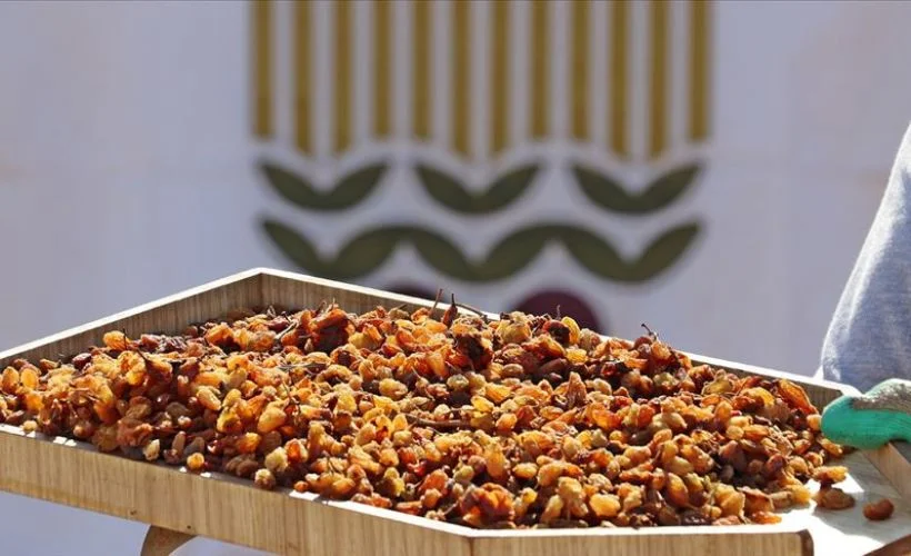 TMO müdahale alımlarıyla üreticinin yüzünü güldürüyor