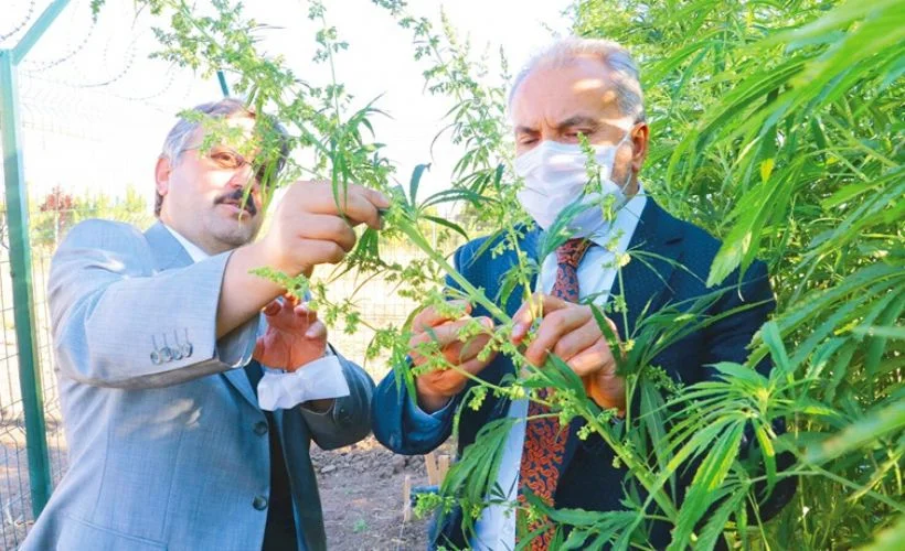 Yerli otomobil bataryası için ilk kenevir çalışmaları başladı