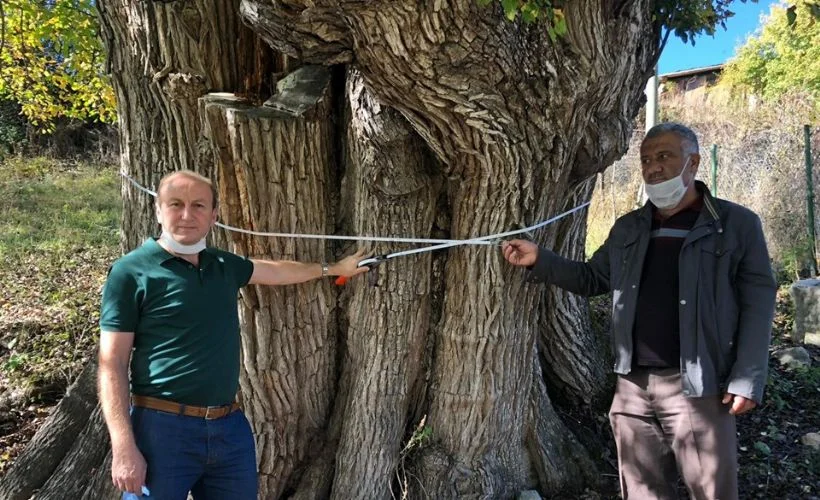 Artvin'de bulunan "dünyanın en yaşlı ağacı" koruma altına alınıyor