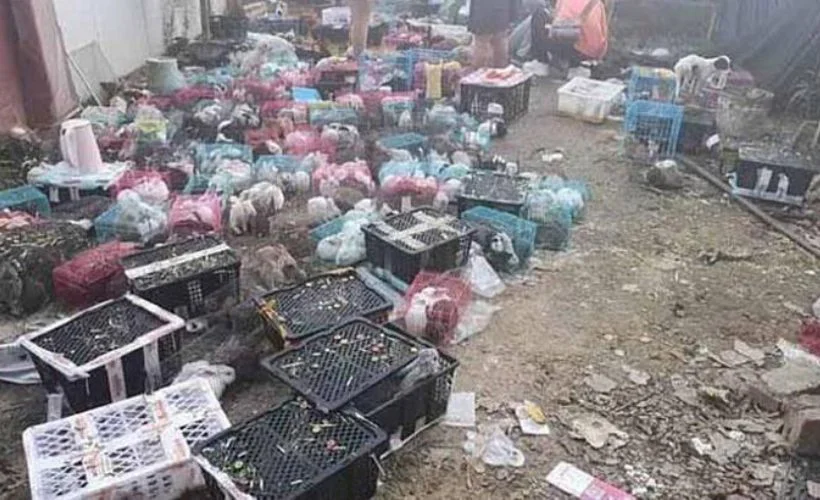 Çin'de 5 bin hayvan ölü bulundu