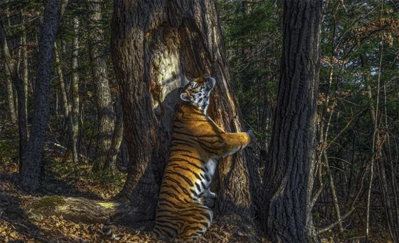 'Yılın Vahşi Hayat Fotoğrafı'nın ilginç hikâyesi