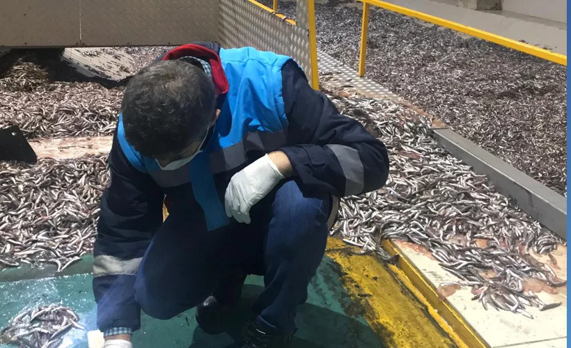 Trabzon'da 50 ton hamsiye el konuldu