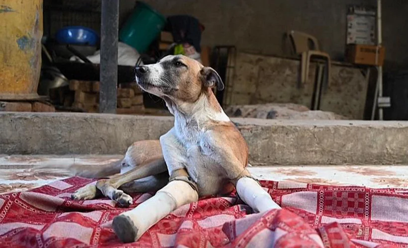 Tren kazasında bacakları kesilen köpeğe protez bacak takıldı