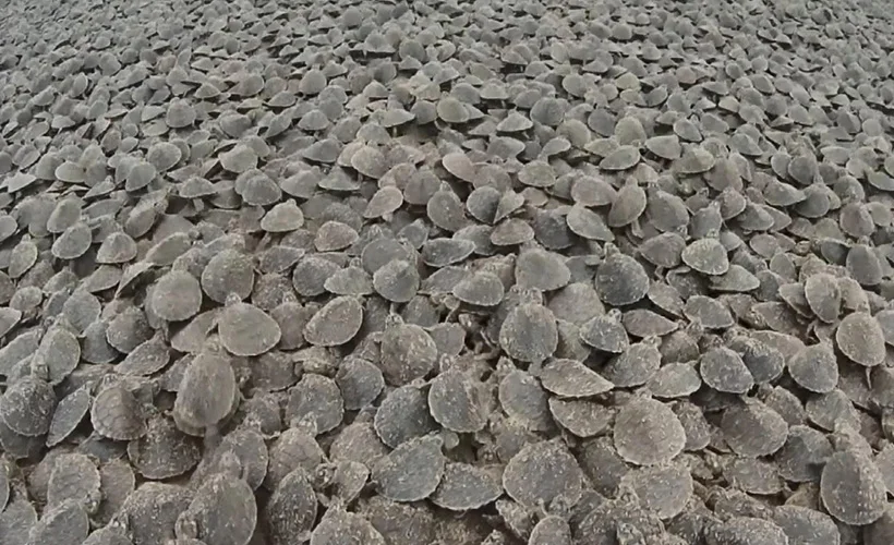 Amazon Nehri'nde kaplumbağa seli