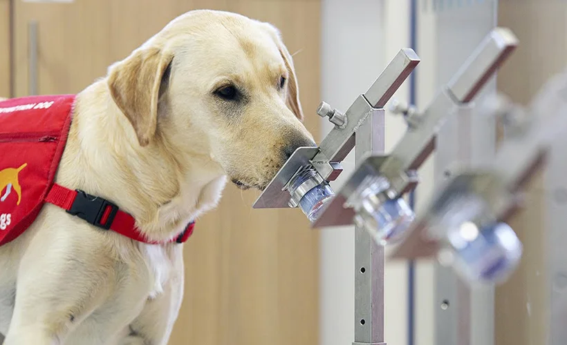 Eğitimli köpekler ter kokusundan Kovid-19'u tespit etti