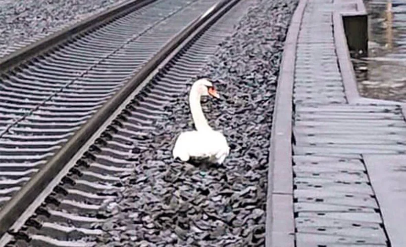 Eşinin yasını tutan kuğu tren seferlerini durdurdu