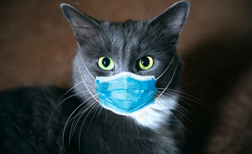 'Kedi virüs bulaştırıyor' açıklaması tedirgin etti