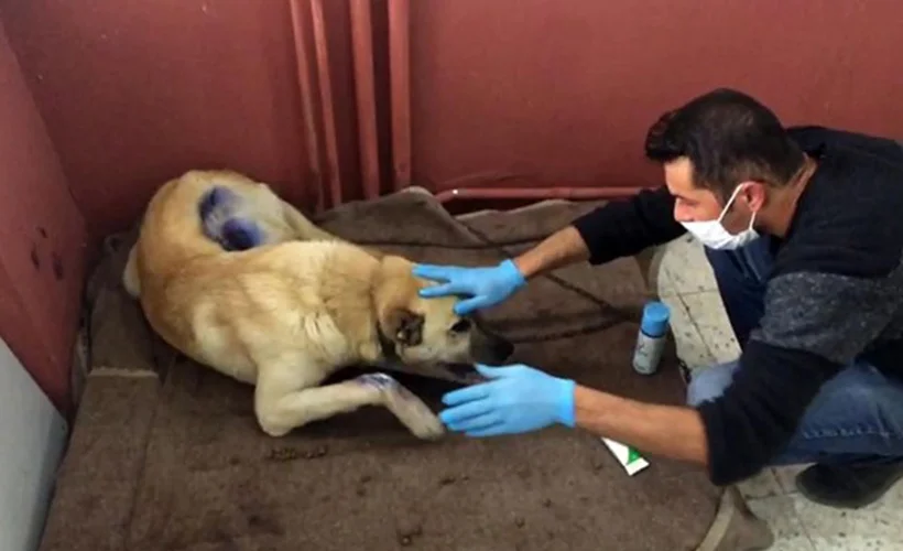 Köpeği motosiklete bağlanarak çeken sürücüye 3 bin 837 lira ceza