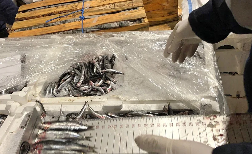Rize'de 21 ton hamsiye el konuldu