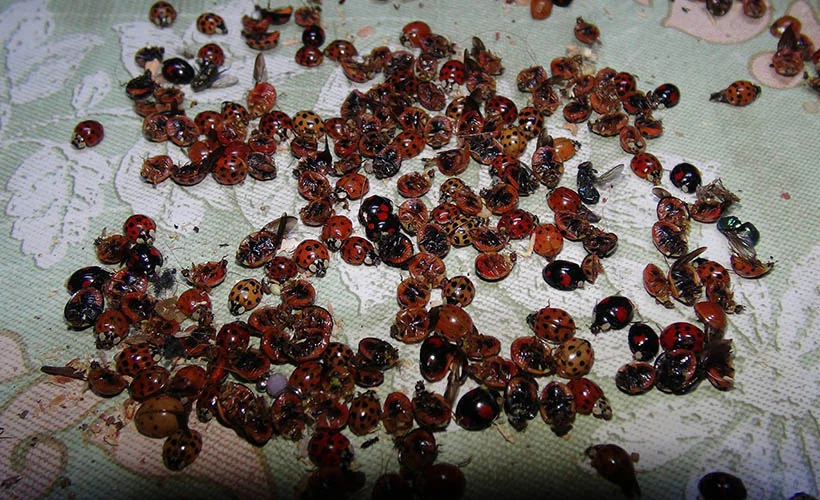 Rize'yi istila eden uğur böceklerinin sırrı ortaya çıktı