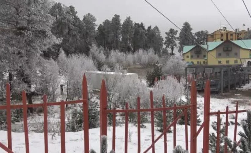 Sarıçam ormanlarında kış güzelliği