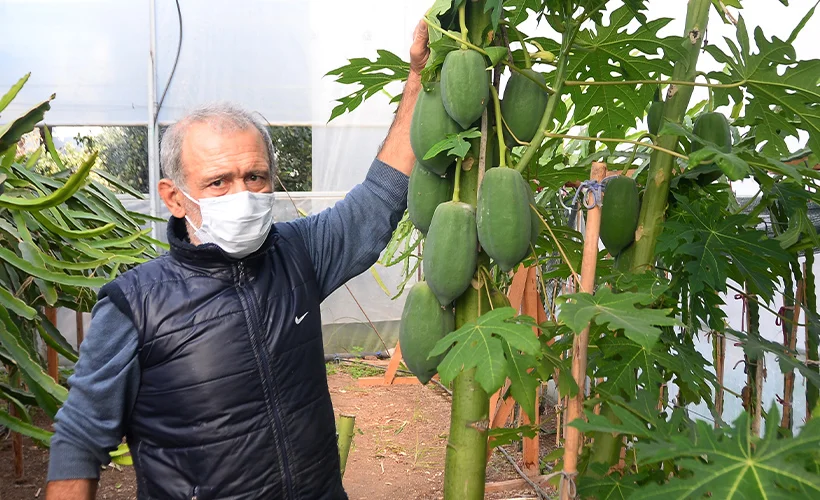 Tropikal meyve papaya, Mersin'de geçim kaynağı oldu
