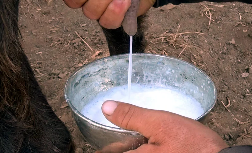Türk bilim insanları keçi sütünde koronaya karşı etkili protein keşfetti