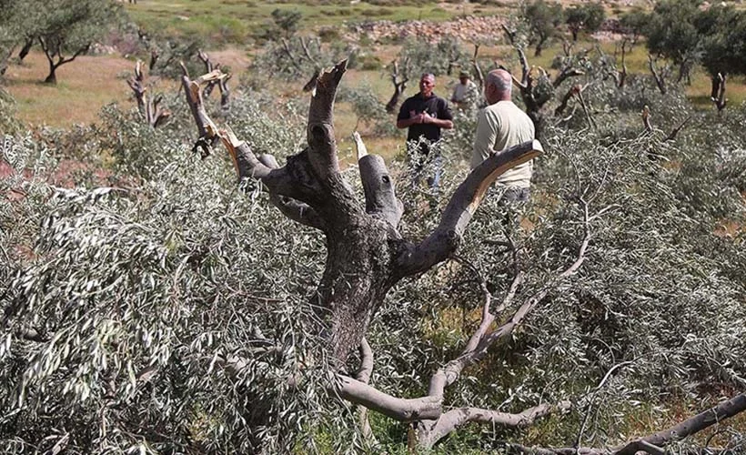 Yahudi yerleşimcilerden zeytin ağacı katliamı