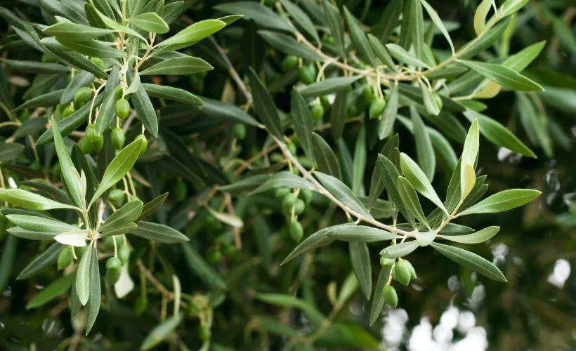 Zeytin yaprağı nedir, faydaları nelerdir? Virüs düşmanı zeytin yaprağı çayı nasıl tüketilir?