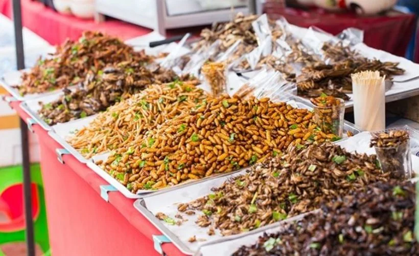 AB Gıda Güvenliği Kurumu: Bazı böcekler yenebilir