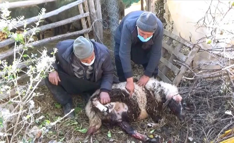 Ahıra giren 2 pitbull koyun ve kuzuları telef etti!