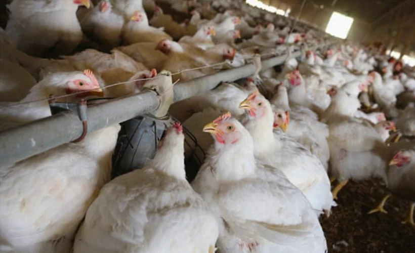 Danimarka'da 9 bin kümes hayvanı itlaf edilecek