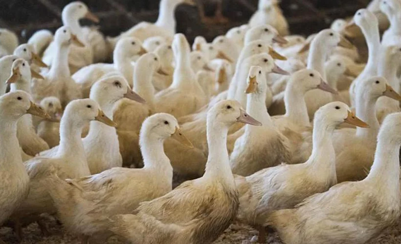 Fransa'da 'kuş gribi' alarmı: 2 milyon ördek itlaf edildi