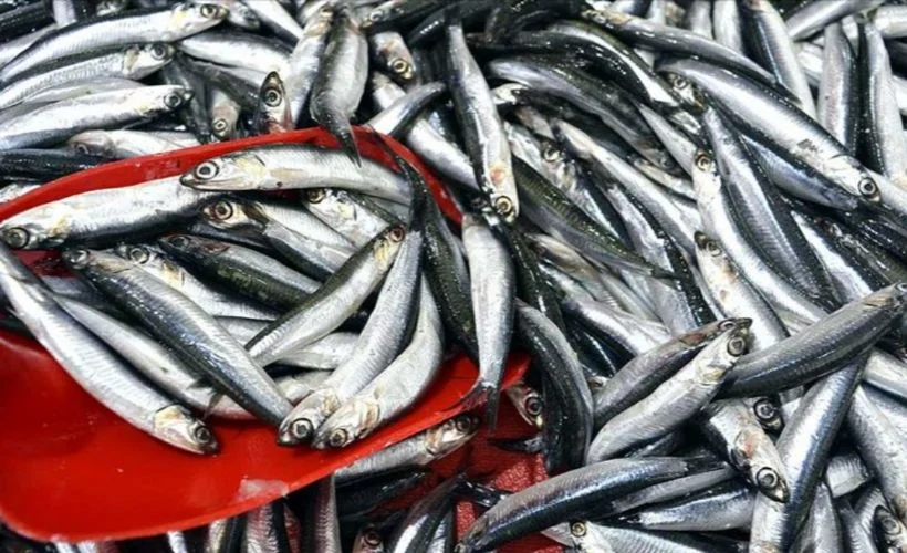 Hamsi avı yasağı yeniden uzatıldı