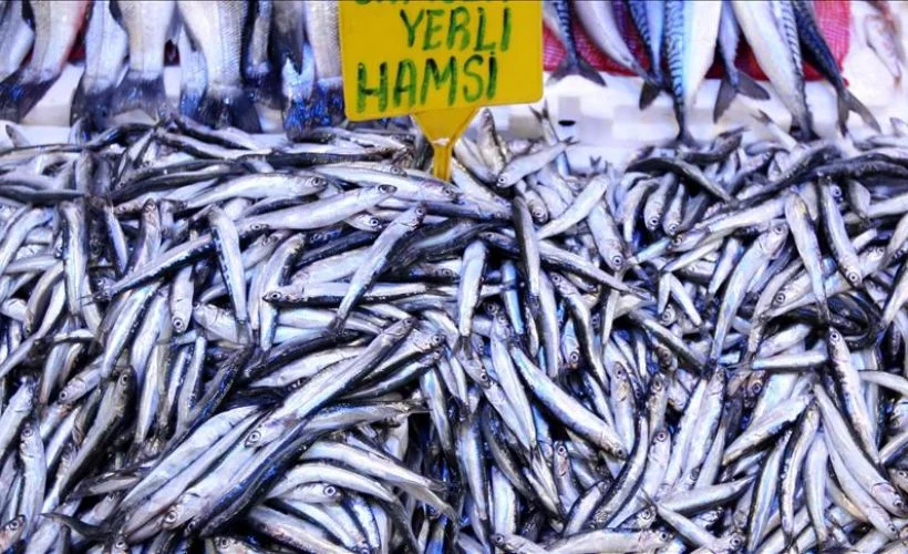 Hamsinin fiyatı ne kadar oldu? Hamsinin kilosu kaç lira?