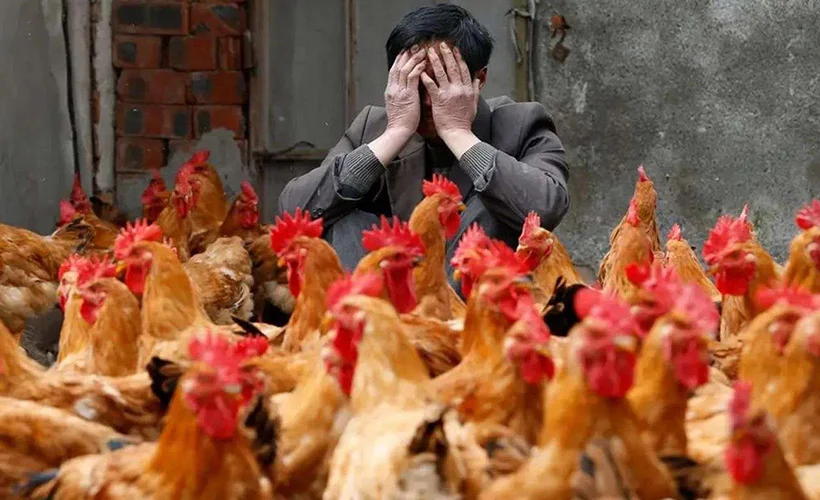 Hindistan'da koronadan sonra şimdi de kuş gribi salgını