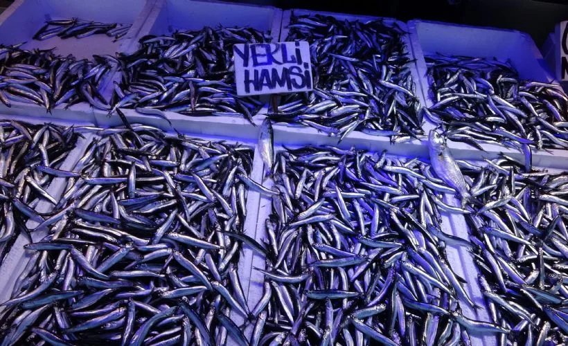 İstanbul Boğazı ve Karadeniz'de hamsi avına 10 gün yasak