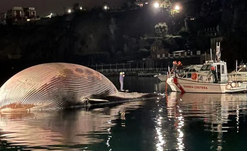İtalya'da 70 tonluk ölü balina kıyıya vurdu